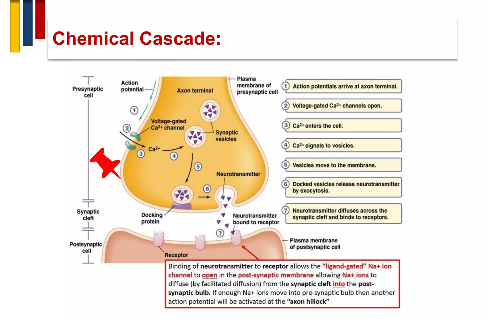 Chemical Cascade:
 