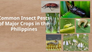 Putapete Insect Common Insect Pests Affecting Major Philippine Crops and Their ...