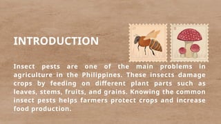 Pest Introduction Common Insect Pests Affecting Major Philippine Crops and Their ...