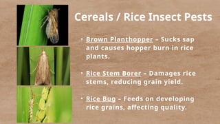 Common Insect Pests Affecting Major Philippine Crops and Their ...