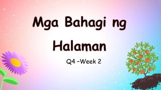 Q4 –Week 2
 
