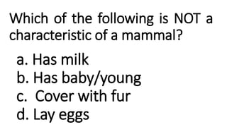 Which of the following is NOT a
characteristic of a mammal?
a. Has milk
b. Has baby/young
c. Cover with fur
d. Lay eggs
 