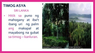 TIMOG ASYA
SRI LANKA
• Hitik sa puno ng
mahogany at iba’t
ibang uri ng palm
ang makapal at
mayabong na gubat
sa timog – kanluran.
 