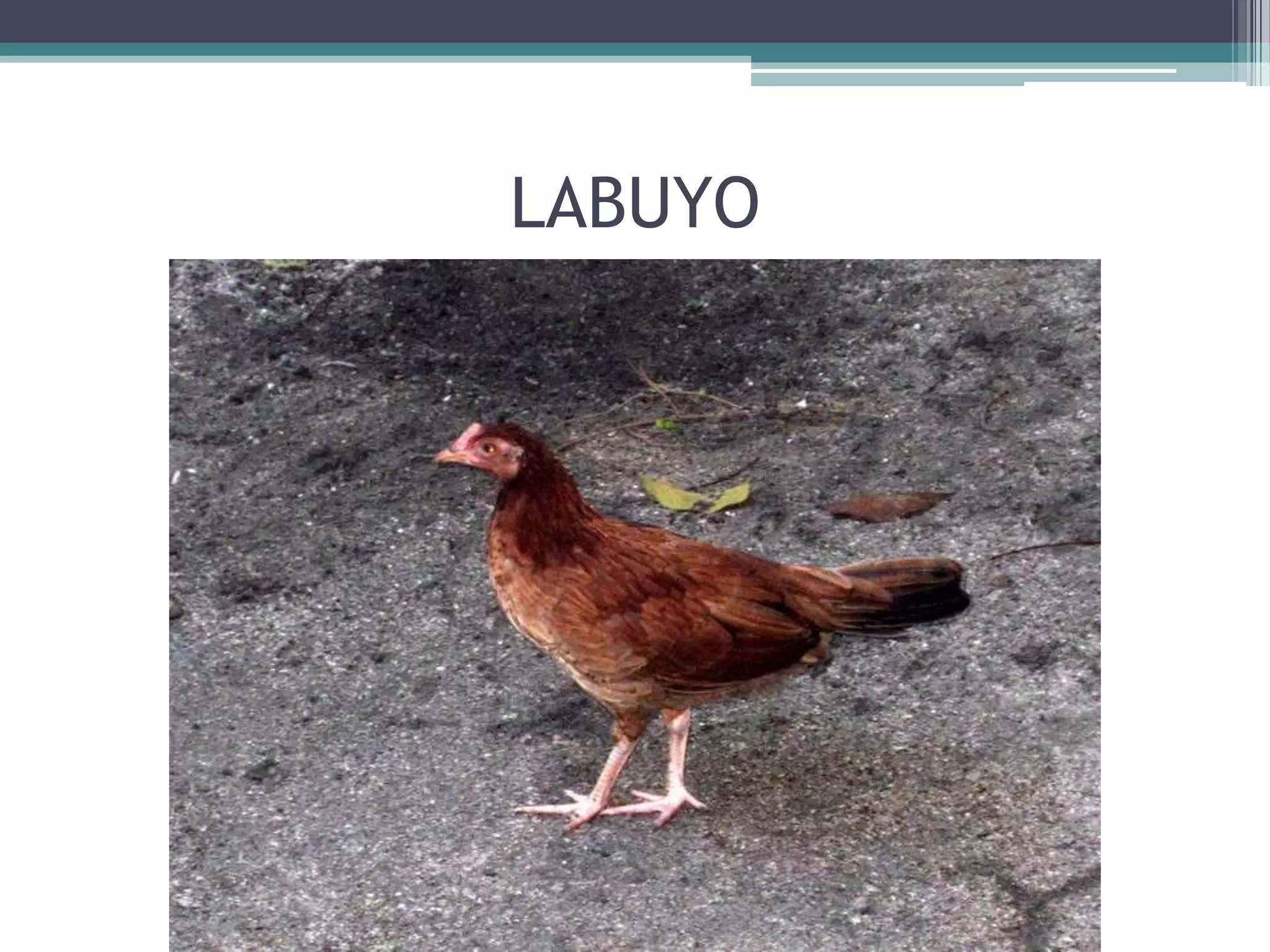 Labuyo Types/sizes Araling Panlipunana I: Mga pinagkukunang yaman ng pilipinas | PPTX