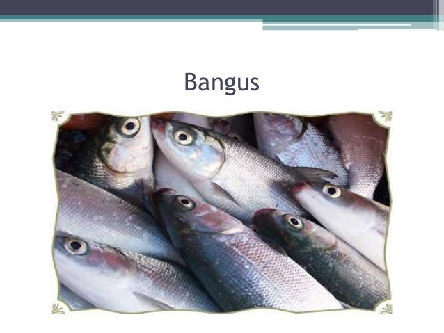 yamang mineral na metaliko Mga likas na yaman ng bansa yamang gubat sa mga pinagkukunang yaman ng bansaang mga kagubatan ang may pinakamalaking sukat maraming nakukuhang tabla at langis. yamang mineral na metaliko Mga likas na yaman ng bansa yamang gubat sa mga pinagkukunang yaman ng bansaang mga kagubatan ang may pinakamalaking sukat maraming nakukuhang tabla at langis.