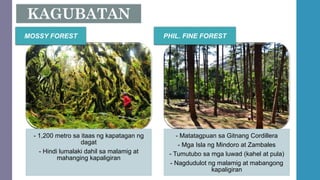 - 1,200 metro sa itaas ng kapatagan ng
dagat
- Hindi lumalaki dahil sa malamig at
mahanging kapaligiran
- Matatagpuan sa Gitnang Cordillera
- Mga Isla ng Mindoro at Zambales
- Tumutubo sa mga luwad (kahel at pula)
- Nagdudulot ng malamig at mabangong
kapaligiran
MOSSY FOREST PHIL. FINE FOREST
 