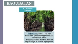 - Bakawan – tumutubo sa mga
watershed na pinanggagalingan ng
naiinom na tubig
- Nanganganib na maubos dahil sa
pagkakaingin at tirahan ng mga tao.
MANGROVE
FOREST
 