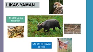 LIKAS YAMAN
14,000 Uri ng
Halaman
510 Uri ng Hayop
sa lupa
 