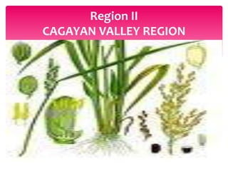 Region II
CAGAYAN VALLEY REGION
 