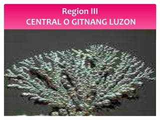 Region III
CENTRAL O GITNANG LUZON
 