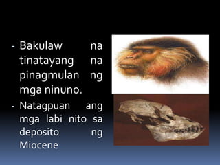 - Bakulaw na
tinatayang na
pinagmulan ng
mga ninuno.
- Natagpuan ang
mga labi nito sa
deposito ng
Miocene
 