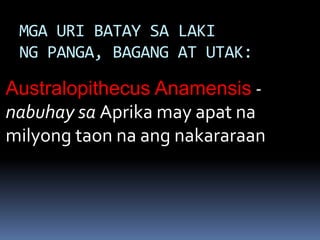 MGA URI BATAY SA LAKI
NG PANGA, BAGANG AT UTAK:
Australopithecus Anamensis -
nabuhay sa Aprika may apat na
milyong taon na ang nakararaan
 