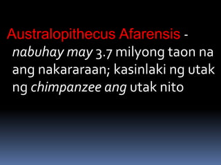 Australopithecus Afarensis -
nabuhay may 3.7 milyong taon na
ang nakararaan; kasinlaki ng utak
ng chimpanzee ang utak nito
 