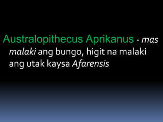 Australopithecus Aprikanus - mas
malaki ang bungo, higit na malaki
ang utak kaysa Afarensis
 