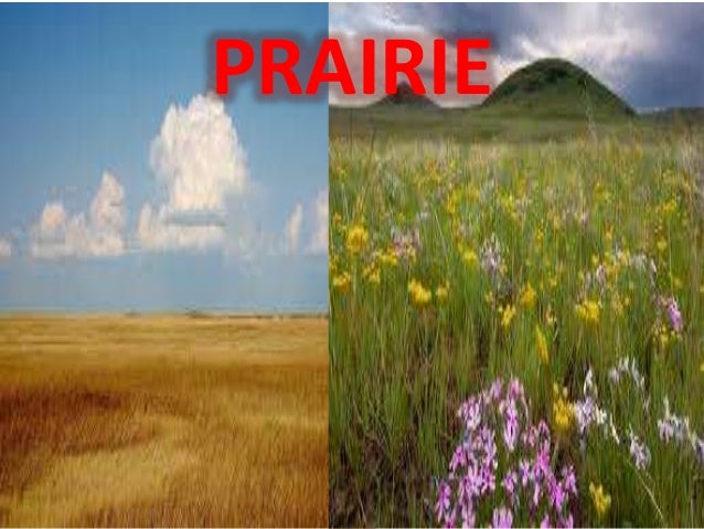 Mga Vegetation Cover Sa Asya