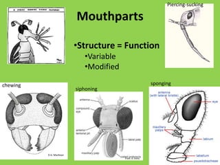 destroy commoditiesChristian Grantham