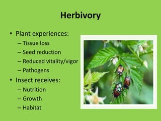  leg attachmentAbdomen: Digestion