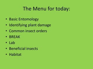 The Menu for today:Basic EntomologyIdentifying plant damageCommon insect ordersBREAKLabBeneficial insectsHabitat