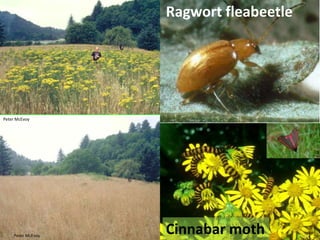 Sensory: Visual Geoff WoodardOcellilight vs. darkCompound eyesMosaicMovementUV detectionBjorn RoslettPhoto credits: Univ. of Wisconsin Dept. of Entomology