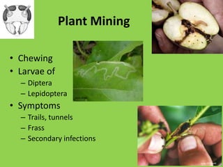 Chemosensory: Antennae“Smell”Pheromones Structure = function!