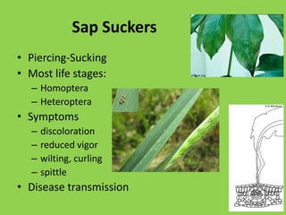 Chemosensory: Antennaefiliformpectinatearistateclavatesetaciousserateflabellate