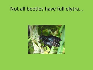 Modified spongingchewingsiphoningD.G. MacKeanFrom: A. Imms