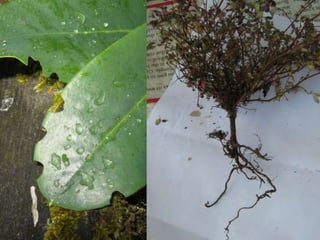 What’s in a name?- Taxonomy - Organizational languageFamily  Genus speciesClassificationLatin roots: “-ptera”,“hemi-”,“holo-”Directionaldorsal, ventralanterior, posteriorbasal, apical