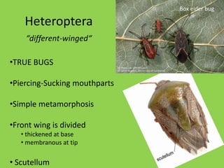 HerbivoryPlant experiences:Tissue lossSeed reductionReduced vitality/vigorPathogensInsect receives:NutritionGrowthHabitat