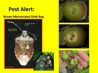 Phytophagy = plant eaterPolyphagousMonophagous	OligophagousMost specificSpecialists1:1More broadRelated genera1: a fewa.k.a Generalists