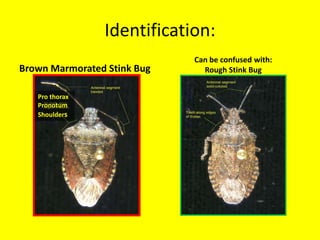 1: whatever’s in the fridgeDefoliationChewingLepidoptera, ColeopteraSymptomsHolesSkeletonizingDefoliationUniv. of KentuckyD G Mackean