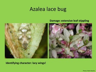 Ravenous plant munching can be a good thing… BiocontrolPeter McEvoy