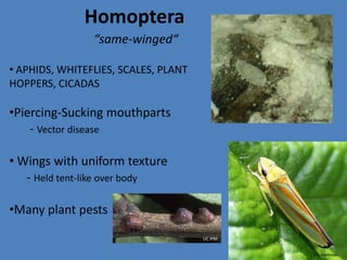 Ragwort fleabeetlePeter McEvoyCinnabar mothPeter McEvoy