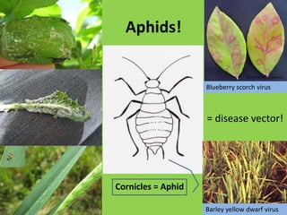 Plant MiningChewing  Larvae of DipteraLepidopteraSymptomsTrails, tunnelsFrassSecondary infections Univ. of HawaiiUSDA-APHIS