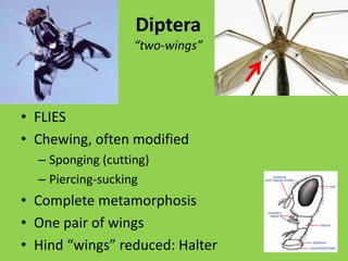 Sap SuckersPiercing-Sucking Most life stages:HomopteraHeteropteraSymptomsdiscolorationreduced vigor wilting, curlingspittleDisease transmissionD G MackeanAPSnet.org