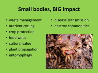 Small bodies, BIG impactwaste management