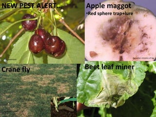 Gall FormationPiercing-suckingPlant responsesalivary fluidsegg layingnot generally harmfulHymenoptera, HomopteraSymptoms onleavesstems/twigsflowersUniv. Of Wisc.onsinOhio State Univ.Oregon BLM