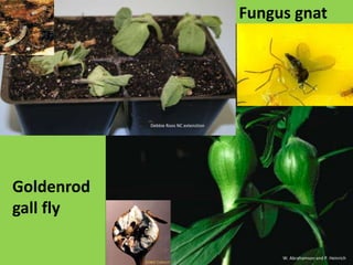 Common insect orders