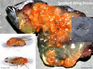 James Young 2008       Coleoptera“sheath-wings”BeetleBEETLESChewing mouthpartsComplete metamorphosisElytrahardened/leathery front wings Largest order if insectsSam Houston 2009