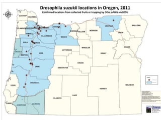 Not all beetles have full elytra…