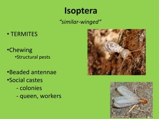 Spotted cucumber     beetleMark GrayGround beetle larva NOT wire wormMark Fowler 2005