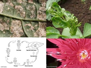 Black vine weevilChris Adam 2007B. Anderson and M. Reding 2009