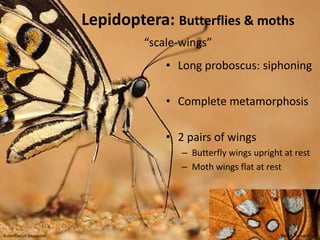 Box elder bugHeteroptera“different-winged“TRUE BUGS
