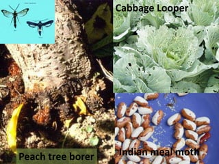 Piercing-Sucking mouthparts