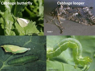 Simple metamorphosis