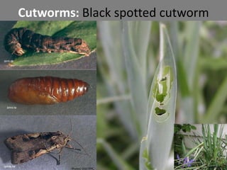 Front wing is divided