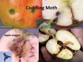 Scutellum  Pest Alert:Brown Marmorated Stink BugPeter ShearPeter ShearJames LaBonte