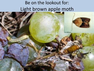 Identification:Brown Marmorated Stink BugCan be confused with:Rough Stink Bug