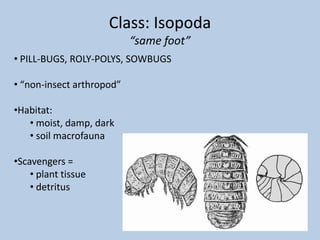 Identification:Brown Marmorated Stink BugCan be confused with:Rough Stink BugPro thoraxPronotumShoulders