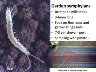 Azalea lace bugIdentifying character: lacy wings!Damage: extensive leaf stipplingPhotos: Robin Rosetta