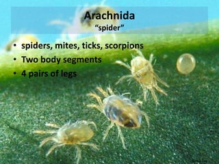Homoptera“same-winged“ APHIDS, WHITEFLIES, SCALES, PLANT HOPPERS, CICADAS